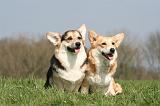 CORGI PEMBROKE 1268